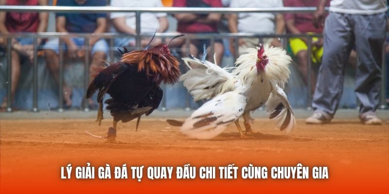 Lý giải gà đá tự quay đầu chi tiết cùng chuyên gia